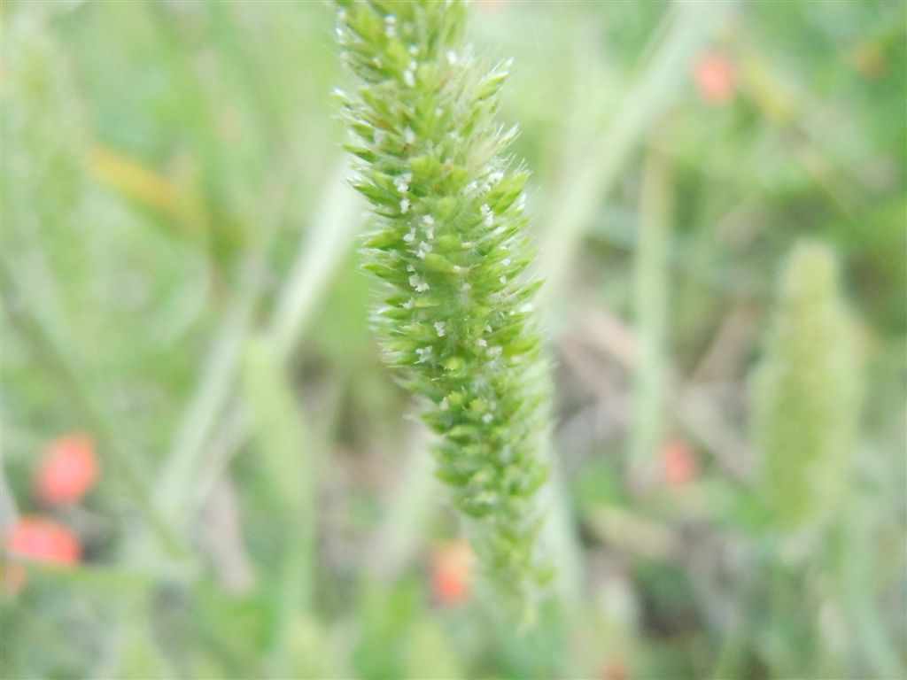 Lysimachia (=Anagallis) arvensis